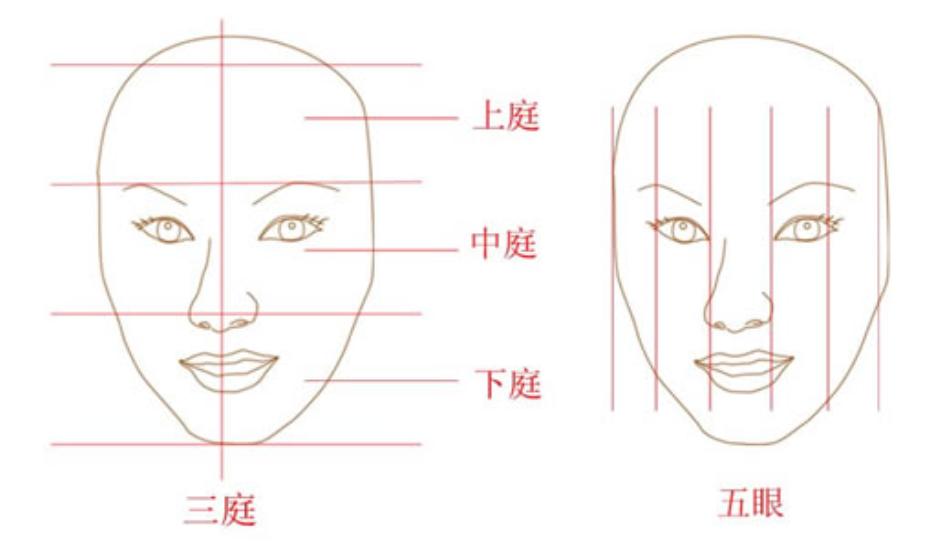 脸部比例划分图图片